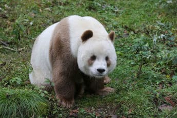 Уникальная панда в Китае