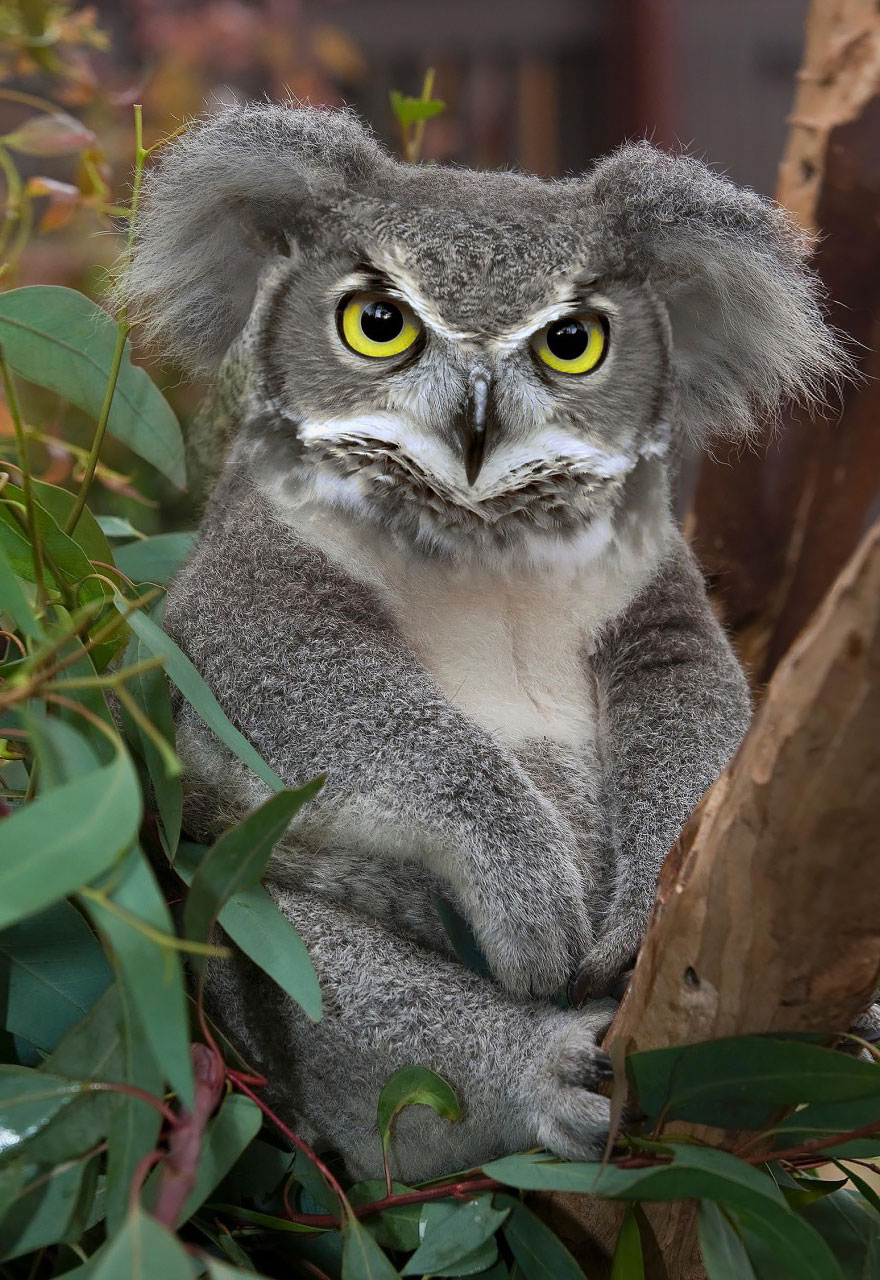 Сова-коала