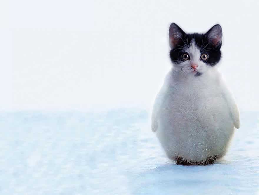 Пингвиний кот
