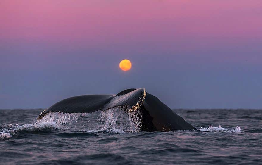 Хвост горбатого кита