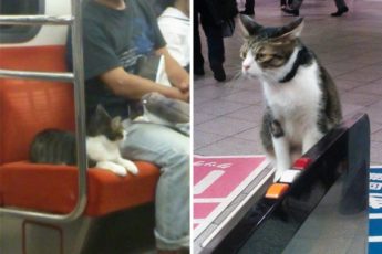 Кот проходит через турникет в метро