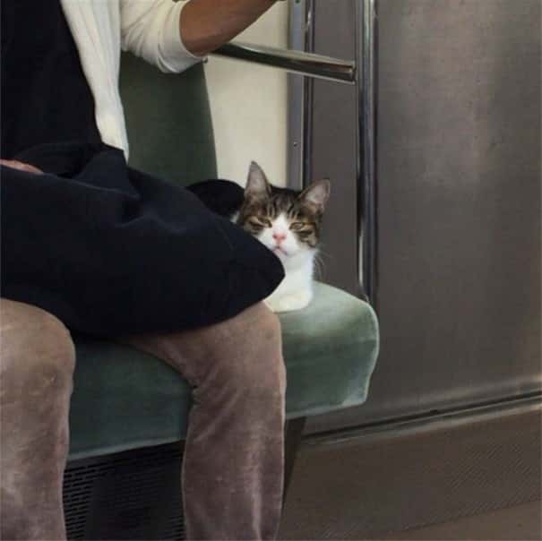 Домашнее животное в метро