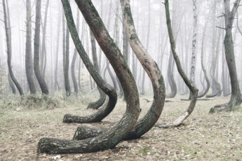 Загадочный лес в Польше