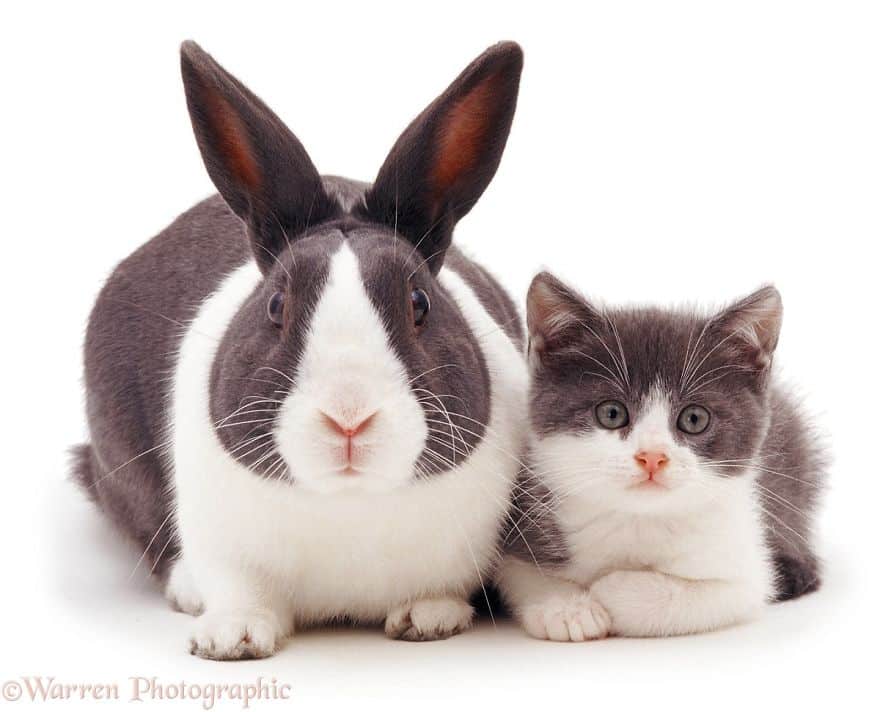 Кролик и котенок