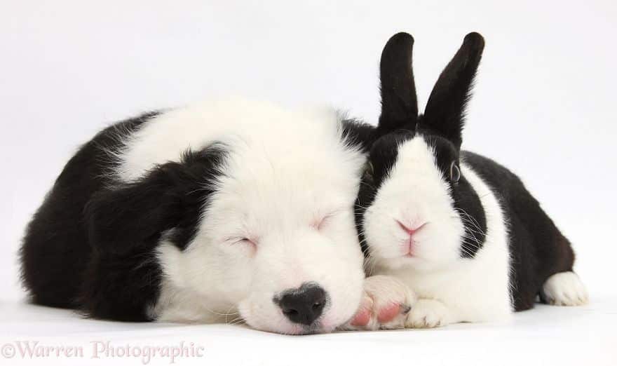 Щенок и кролик