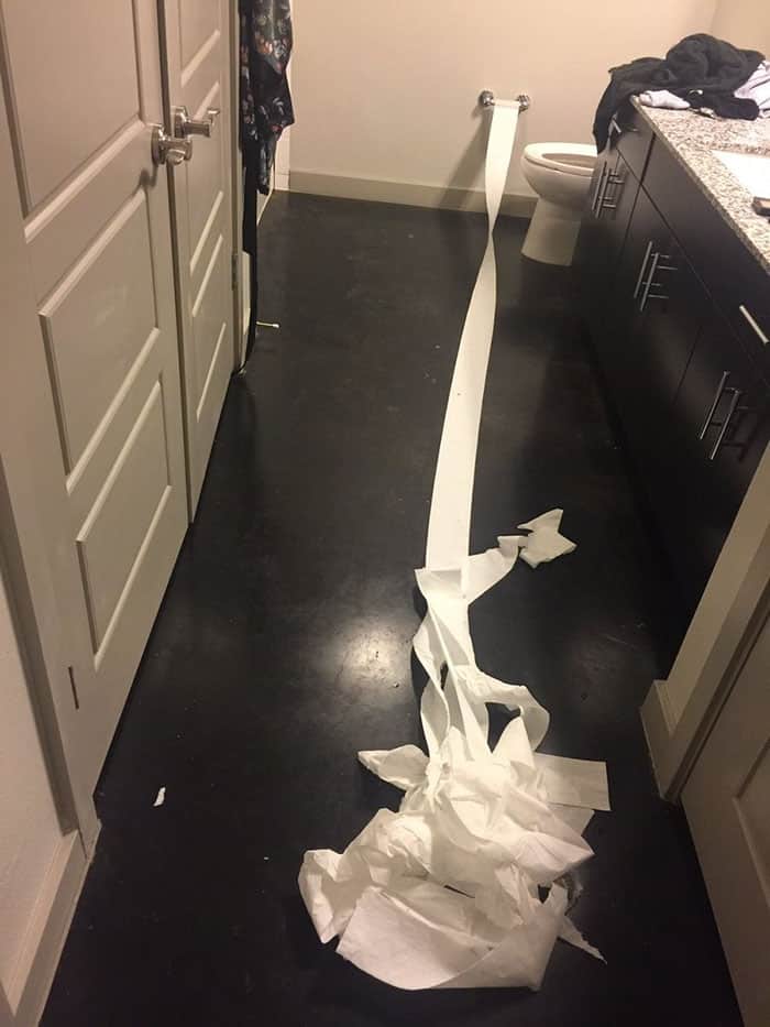 Туалетная бумага в доме хозяина собаки