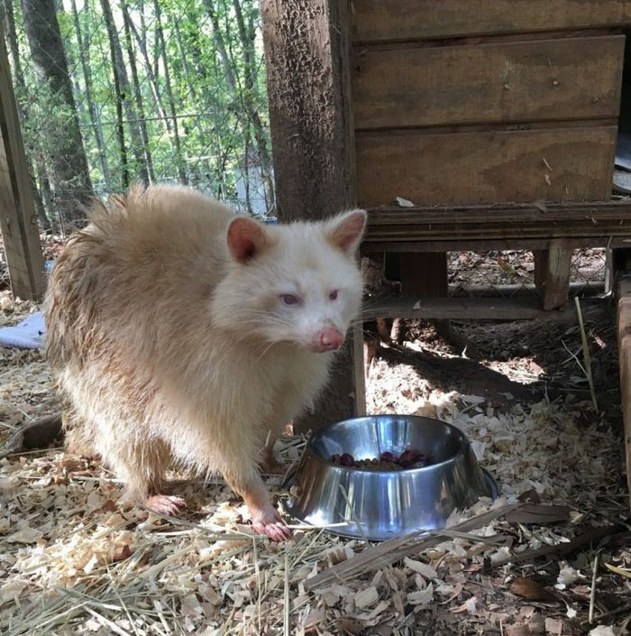 Енот альбинос в приюте для животных