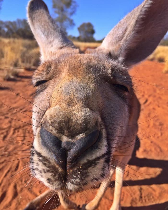 Очаровательная кенгуру