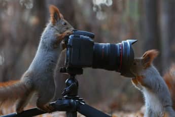 Белки изучают фотокамеру