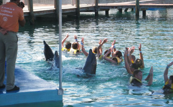 Дельфины в неволе