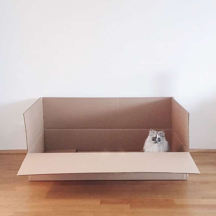 кошка в картонной коробке