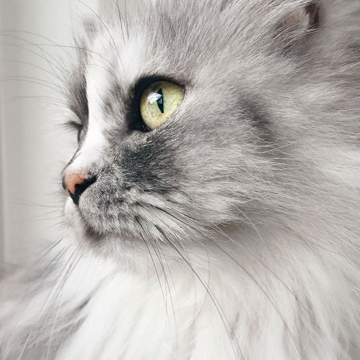 Портрет королевы кошек 