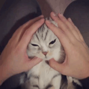 Кошка с огромными глазами