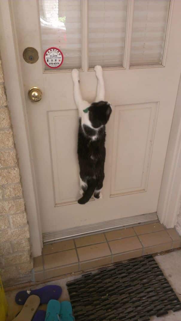 Кот на двери