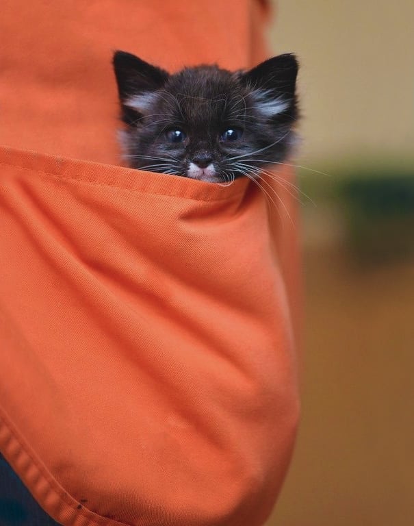 Котенок в кармане ветеринара