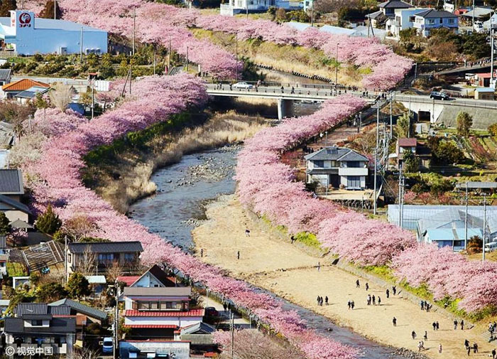 В Японии весна пришла 