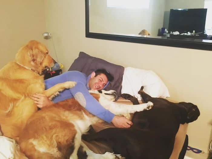 Семейная постель с собаками