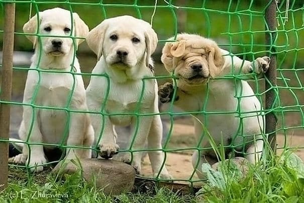 Собаки за забором