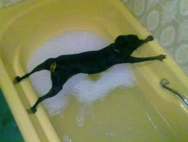 Собака в ванной