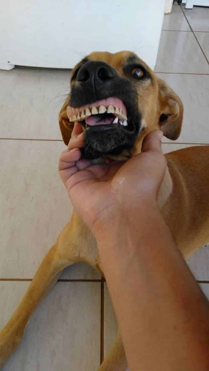 Вставная челюсть у собаки