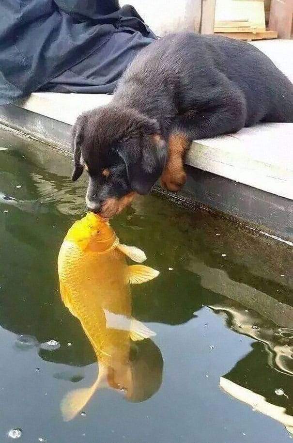 щенок и золотая рыбка
