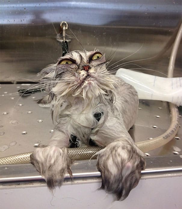 Смешной кот во время купания