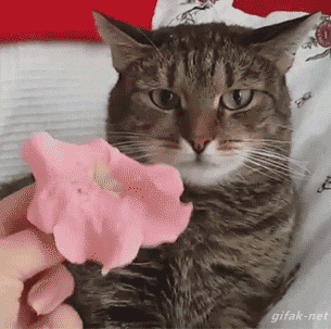 Смешной кот с цветком