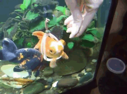 Рыбка в аквариуме