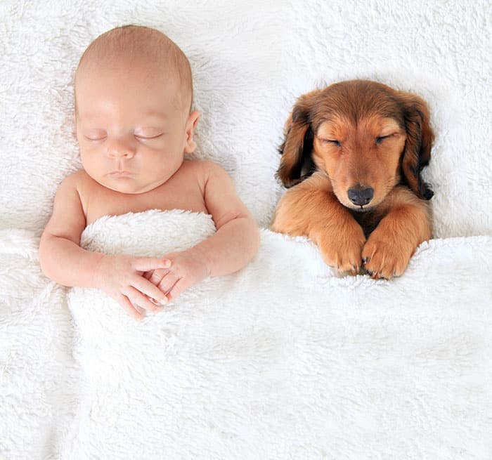 Собака и ребенок 