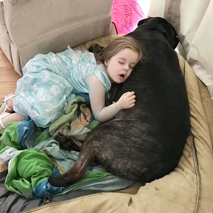 Девочка уснула на собаке