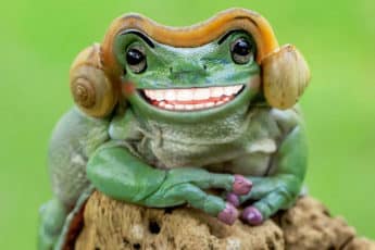 Очаровательная улыбка лягушки