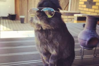 Кролик в солнцезащитных очках
