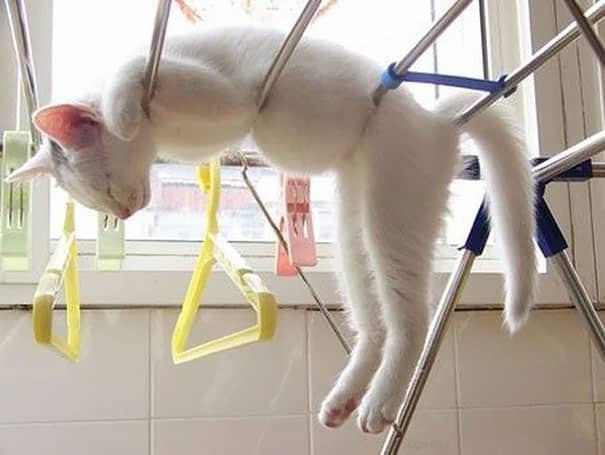 Сон кошки на сушилке для белья