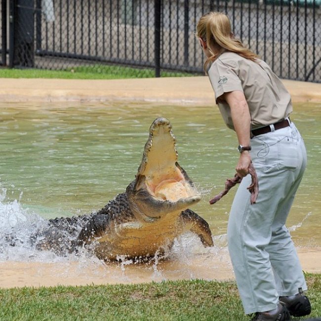 Девушка изучает крокодила