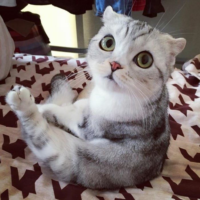 Большущие глаза у котенка