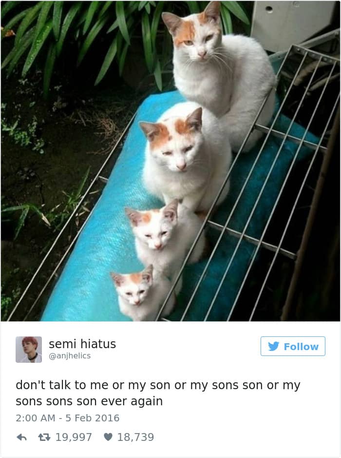 Твит про семью кошек
