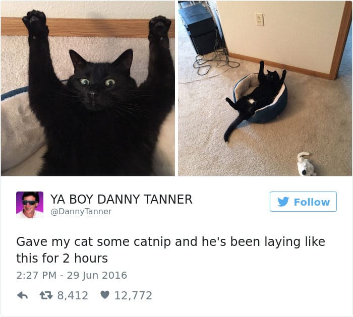 Твит про трусливых кошек