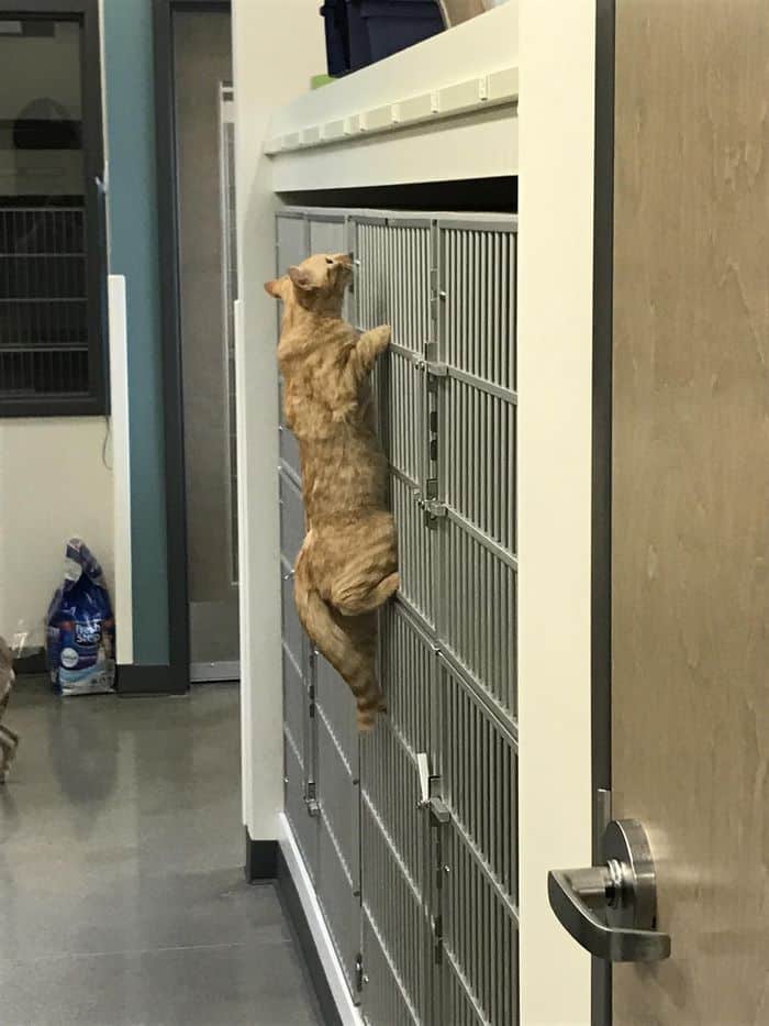 Кот в ветеринарной клинике