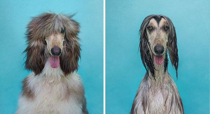 Смешные собаки после купания