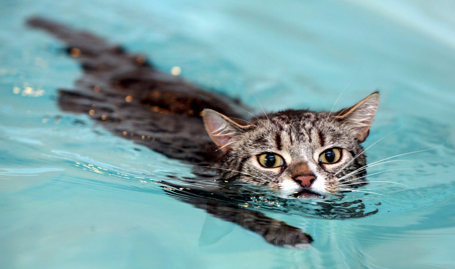 Плавающий кот