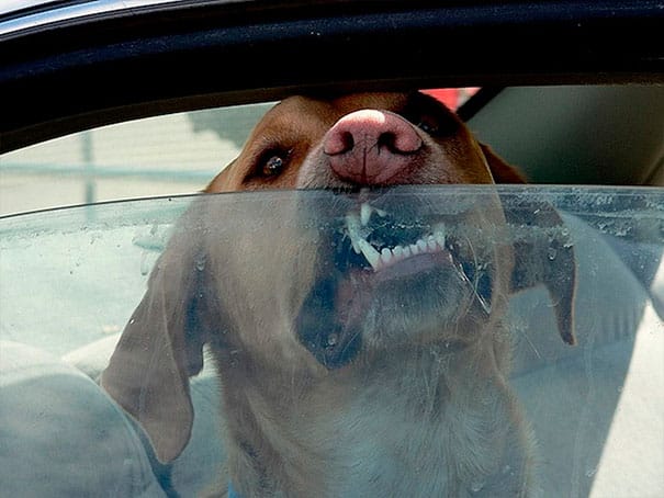 Собака в машине 