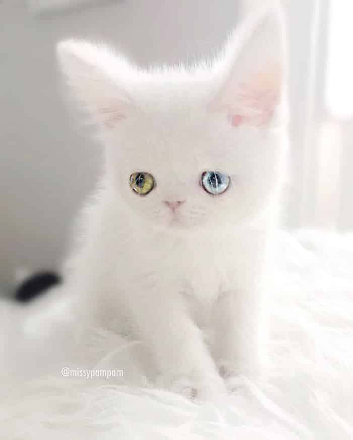 Белоснежный котенок с разноцветными глазами