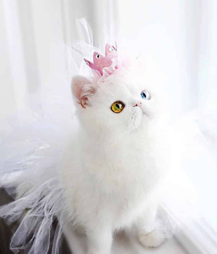 Белоснежный котенок с разноцветными глазами