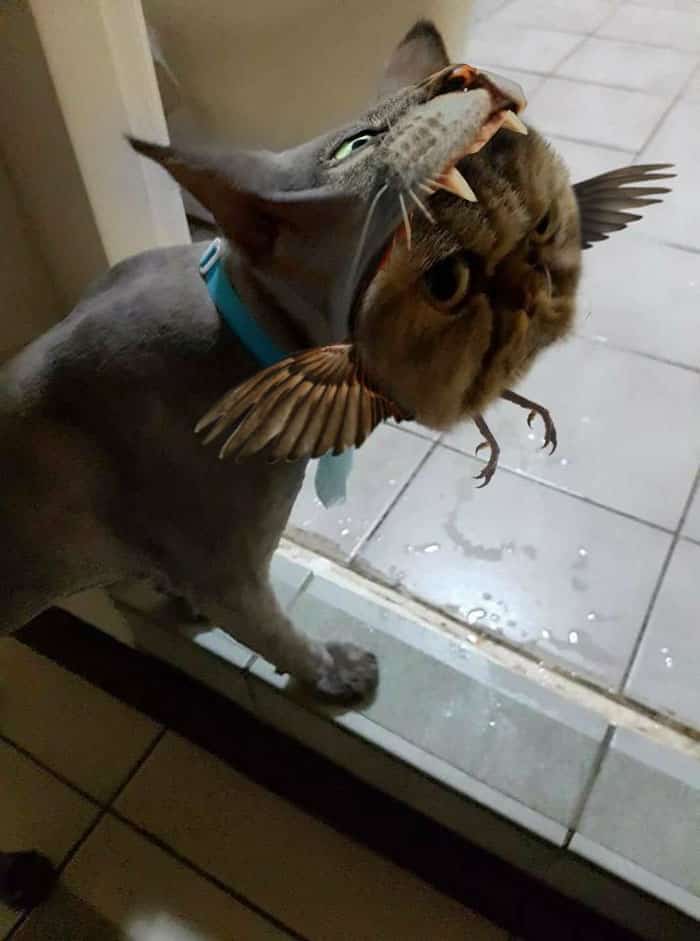 Смешной кот после парикмахерской