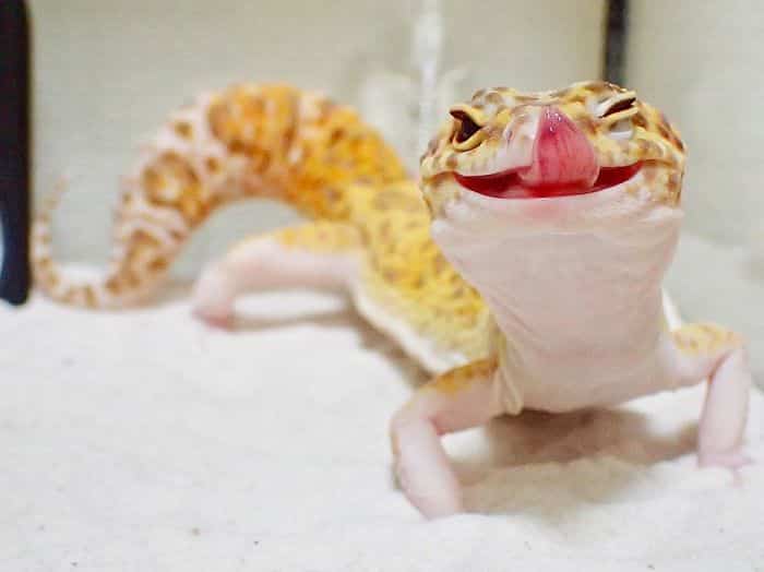 Улыбающийся геккон
