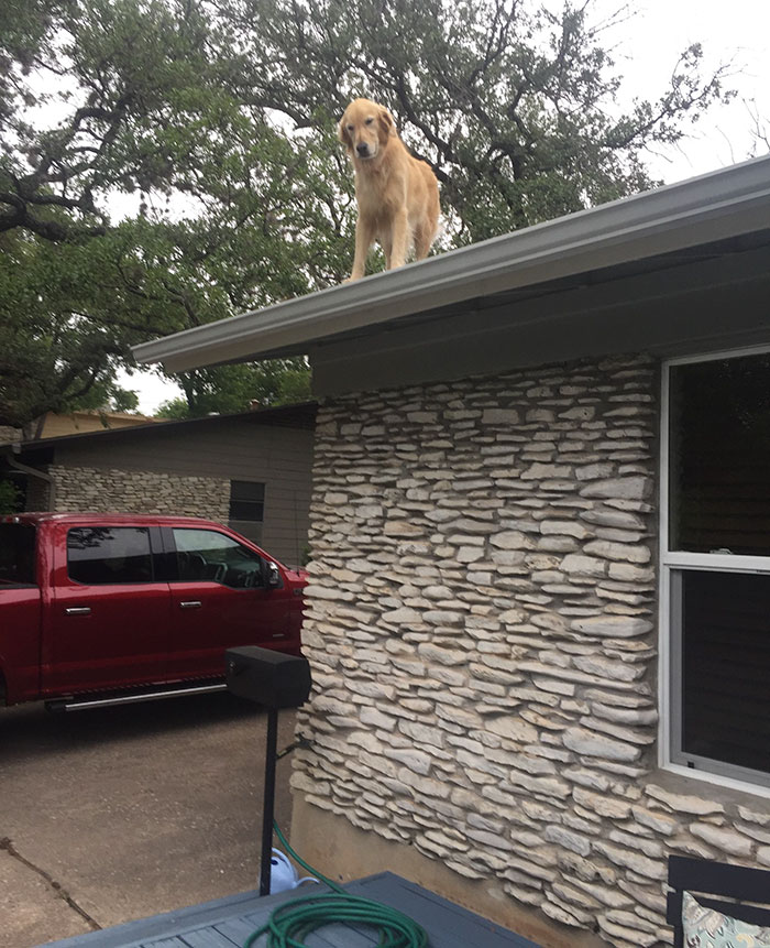 Пес на крыше