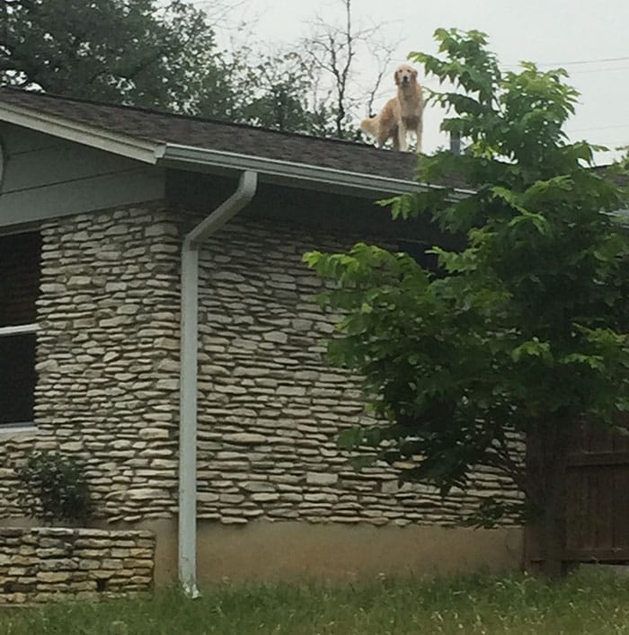 Удивительный пес гуляет по крыше