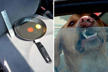 Собака в машине при сильной жаре