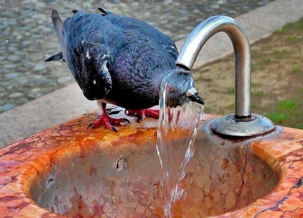 Голуби пьют воду в жаркий день