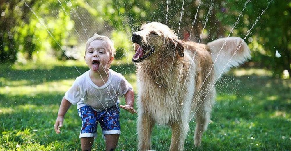 Ребенок и собака в жаркий день